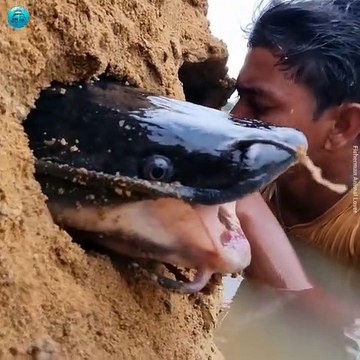 How It's Possible River Big Monster Stuck Inside Muddy Hill Hole Boy Finding & Catching Amazingly By Hand #fish