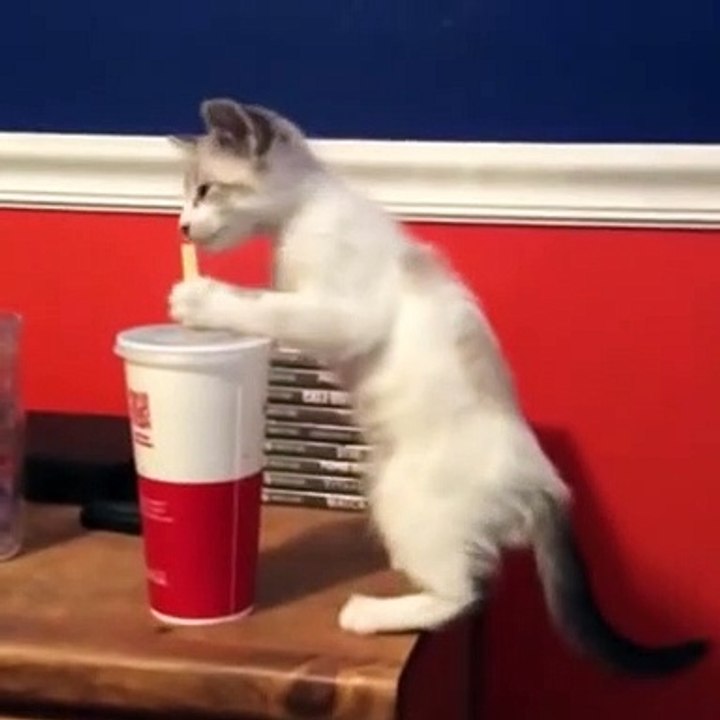 cat playing drink