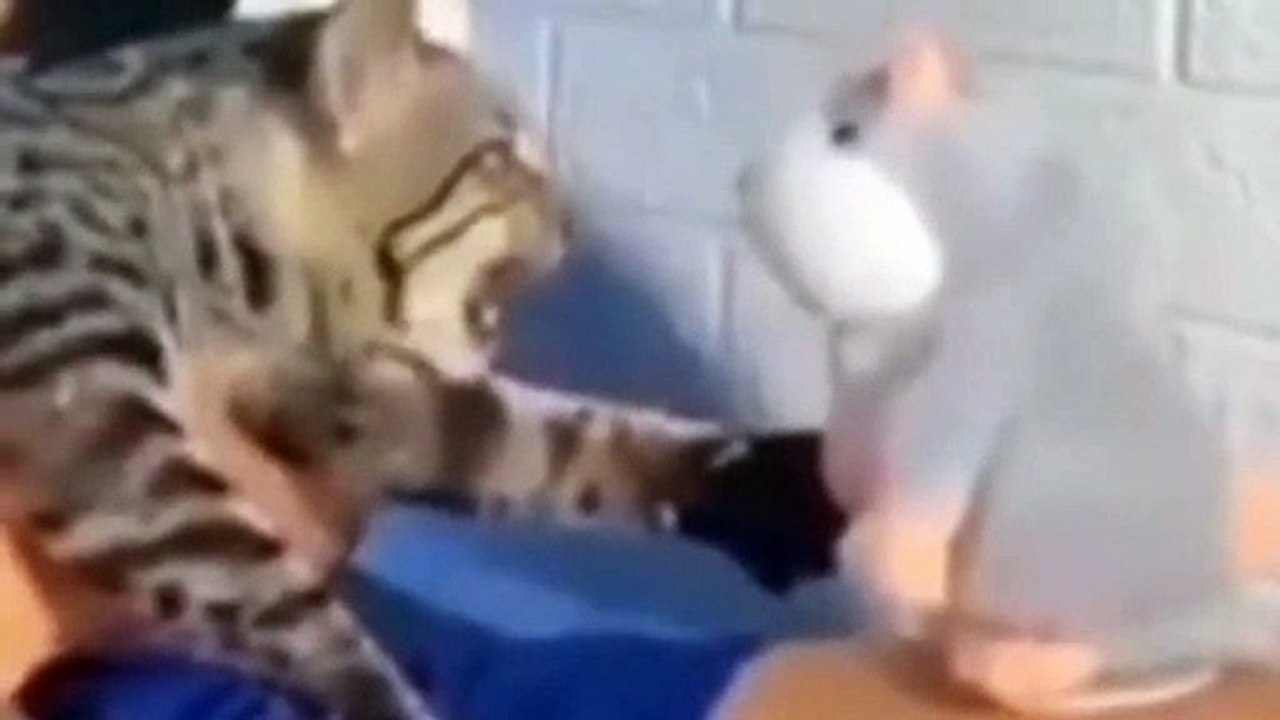 The cat's owner finds this behavior to be the funniest