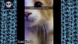 Funniest Animals Videos 2022 | Funny animal videos that will make you pee your Pants PART 2