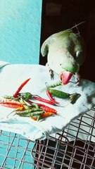 So Cute talking Parrot