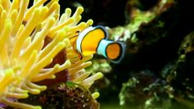 Ikan - terumbu - karang -mixkit-clown-fish-in-the-reef-7255-medium
