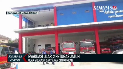 Download Video: Evakuasi Ular Piton, 2 Petugas Damkar Terjatuh Dari Tangga