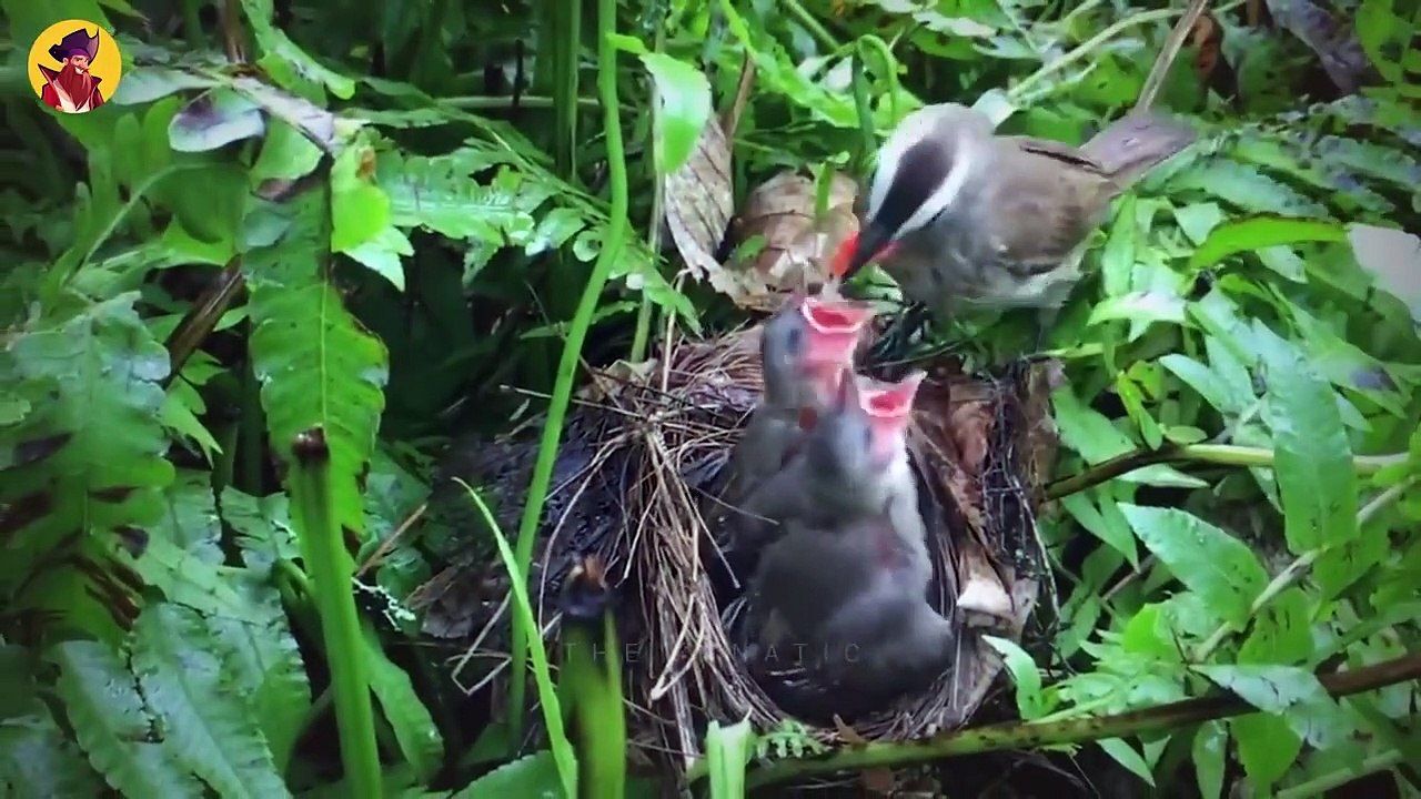 15 Valiant Mothers Madly Attacking Animals To Save Their Babies