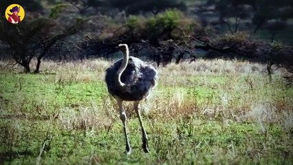 15 Animals Dealing With Danger And Attacks By Other Animals