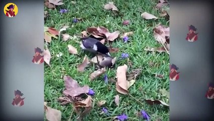 15 Bloodthristy Moments When Birds Hunt Their Prey