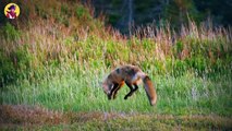 15 Cruel And Brutal Moments When Animals Tried Stealing Food