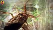 15 Crazy Water Bugs And Water Scorpions Terrorizing Swamps