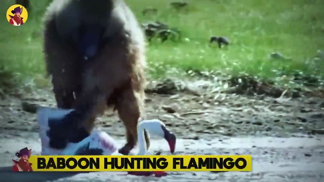 15 Animals Abandoning Their Friends During Epic And Brutal Battles