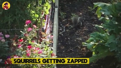 15 Animals Being Shocked To Death