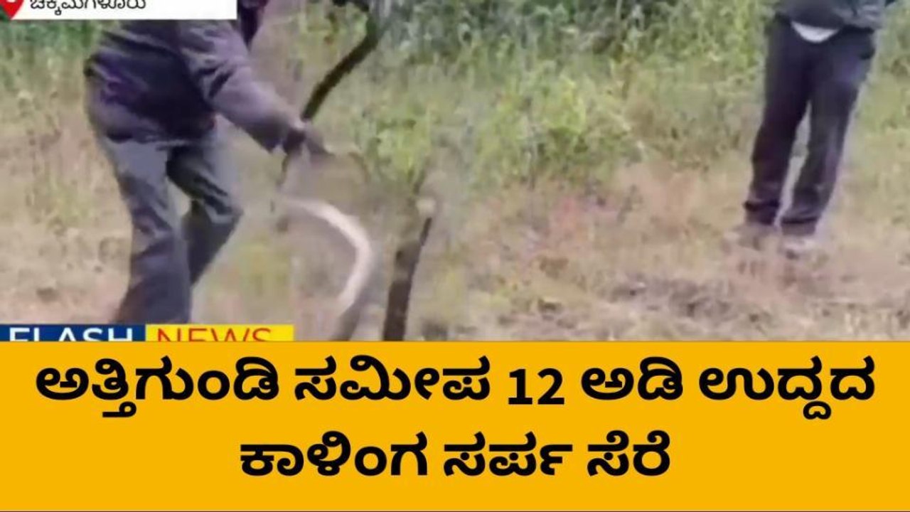 ಚಿಕ್ಕಮಗಳೂರು : ಅತ್ತಿಗುಂಡಿ ಸಮೀಪ 12 ಅಡಿ ಉದ್ದದ ಕಾಳಿಂಗ ಸರ್ಪ ಸೆರೆ