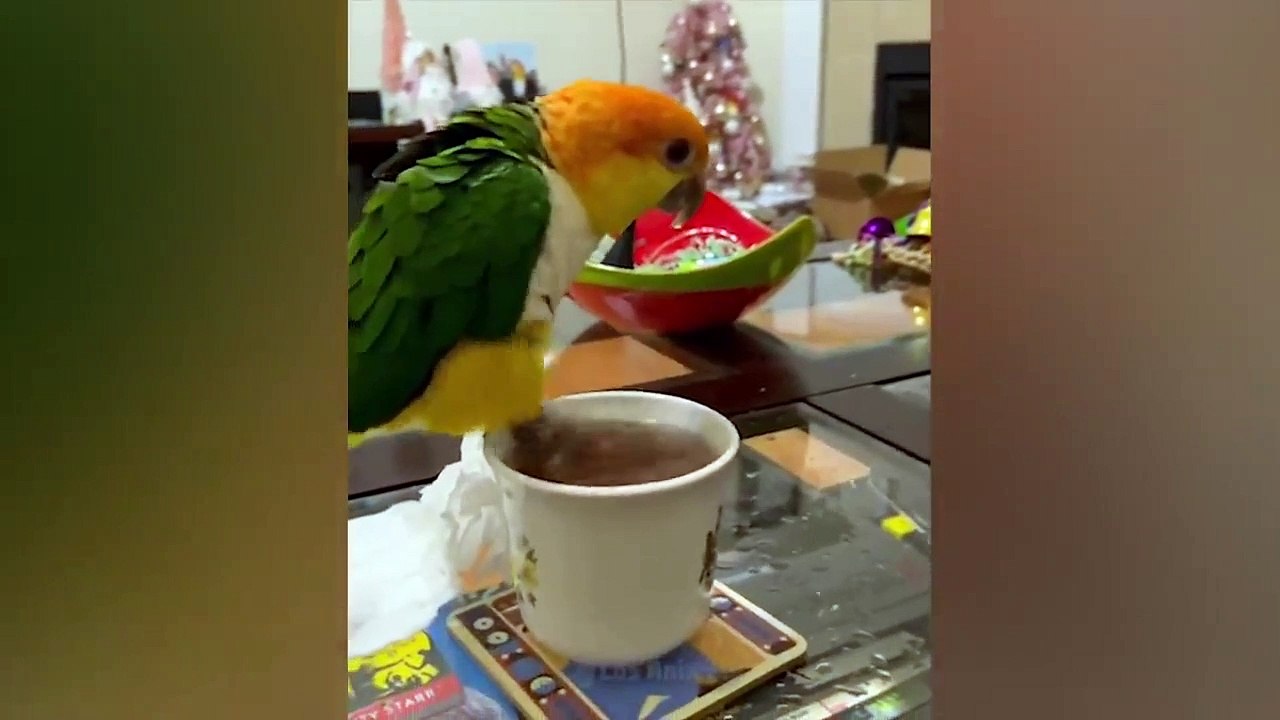 The funniest animals | Fun with cats and dogs 2022 | LA #30