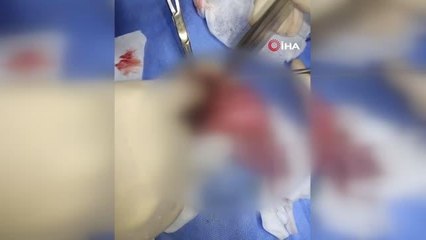 Diyaframında 5 santim yırtık olan kedi sağlığına kavuştu