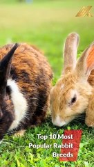 Top 10 Most Popular Rabbit Breeds #shorts