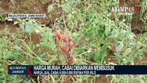 Harga Murah, Petani Biarkan Cabai Membusuk di Pohon