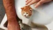 Lavabo deliğine sıkışan kedi kurtarıldı