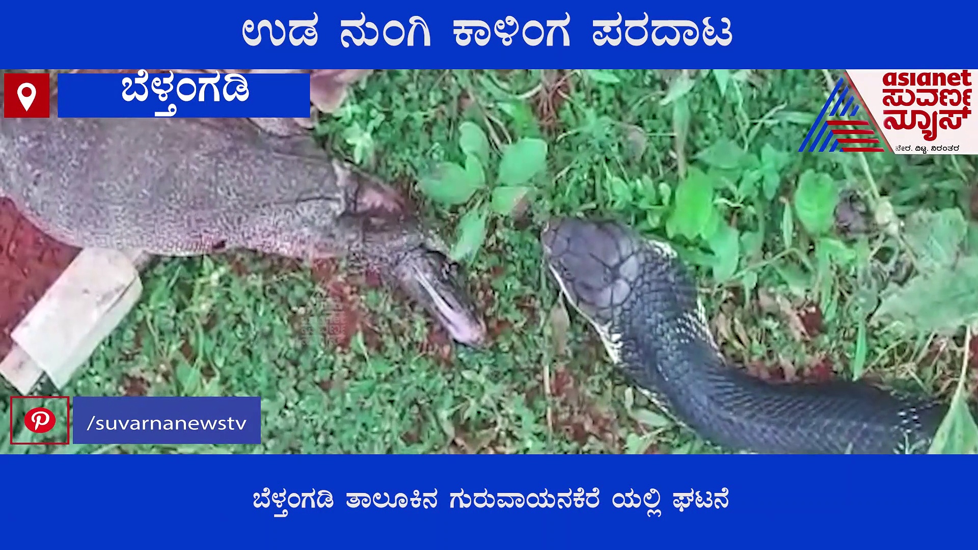 ಉಡ ನುಂಗಲು ಪ್ರಯತ್ನಿಸಿ ಪರದಾಡಿದ ಕಾಳಿಂಗ ಸರ್ಪ