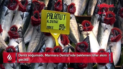 Deniz soğumadı, Marmara Denizi'nde beklenen lüfer akını gecikti