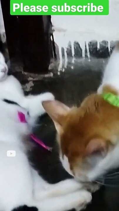Billu cat beats up Bingu Cat for taking her toy soo funny cats #catlover #funnycats