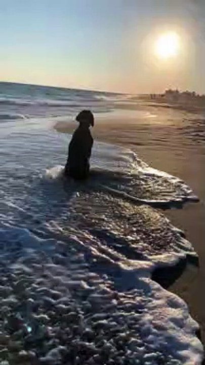 Dog Gazes Upon Serene Scene