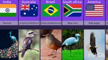 National brids from different countries