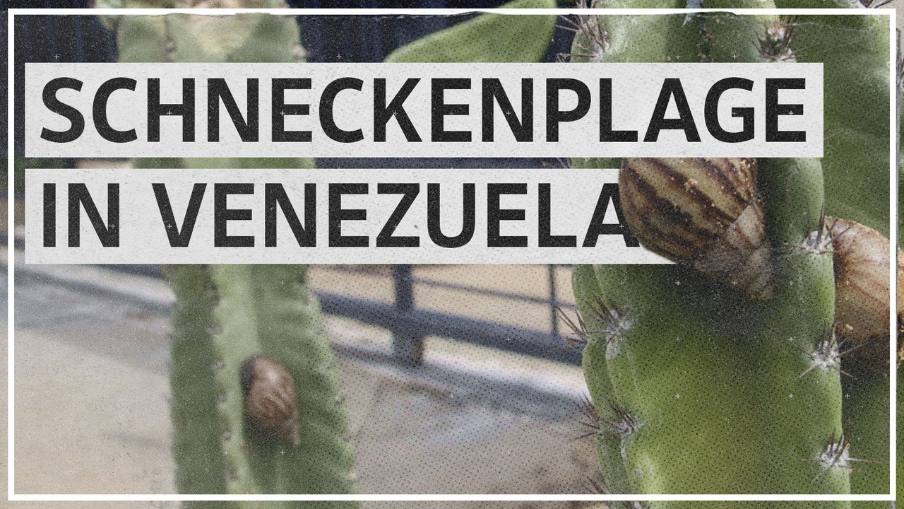 Riesenschnecke bedroht Teile Venezuelas