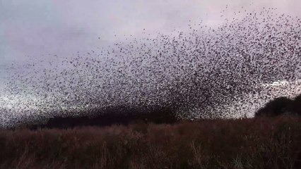 Starlings over the Somerset Levels