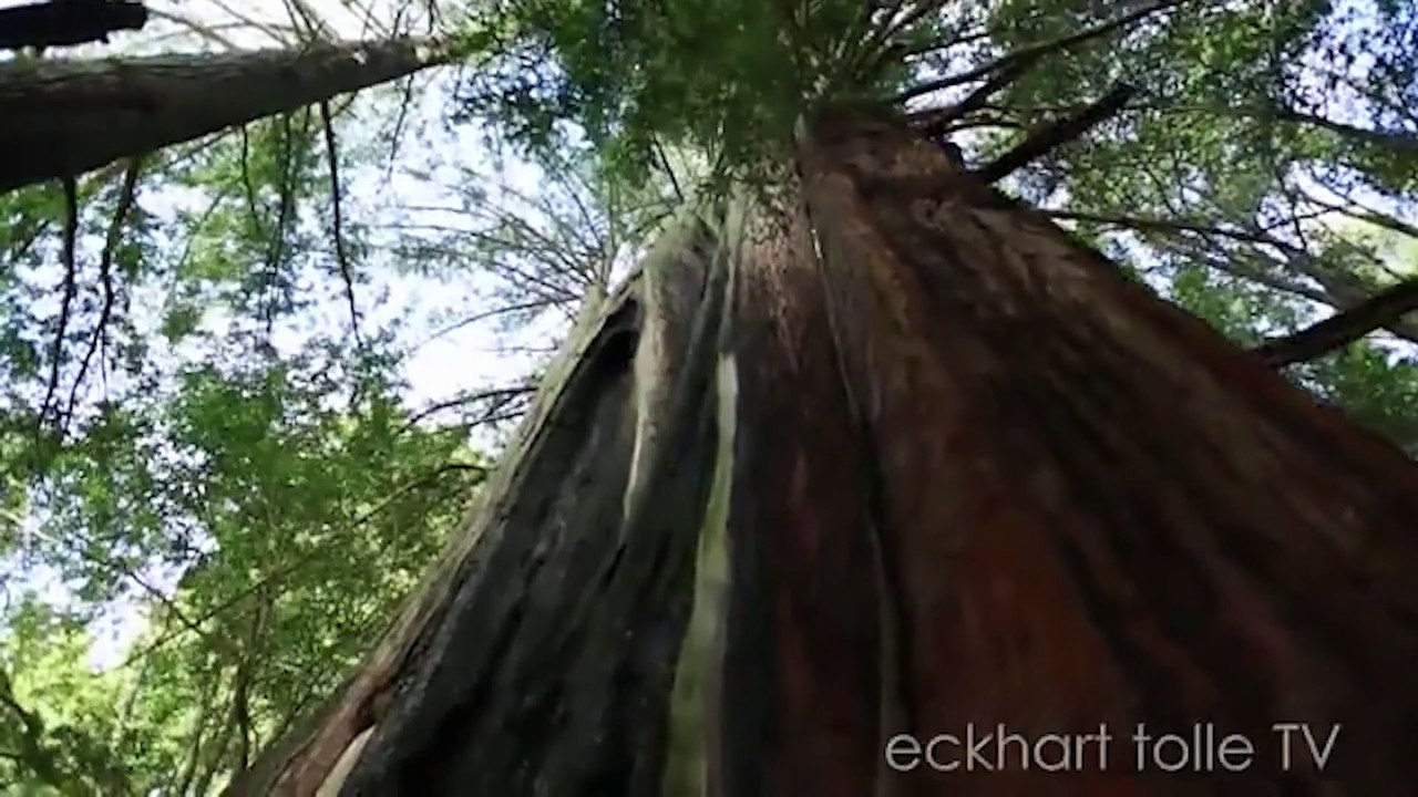 Un enseignement en pleine nature - ECKHART TOLLE MEDITATION
