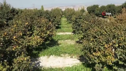 Hasadı tamamlanan hurmaların kurutma mesaisi sürüyor