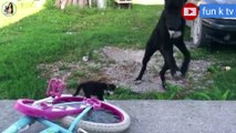 funny animals|funny dog|pets town|try not to laugh|funny animal video 2022 funny animals life