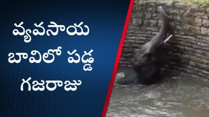వ్యవసాయ బావిలో పడ్డ గజరాజు