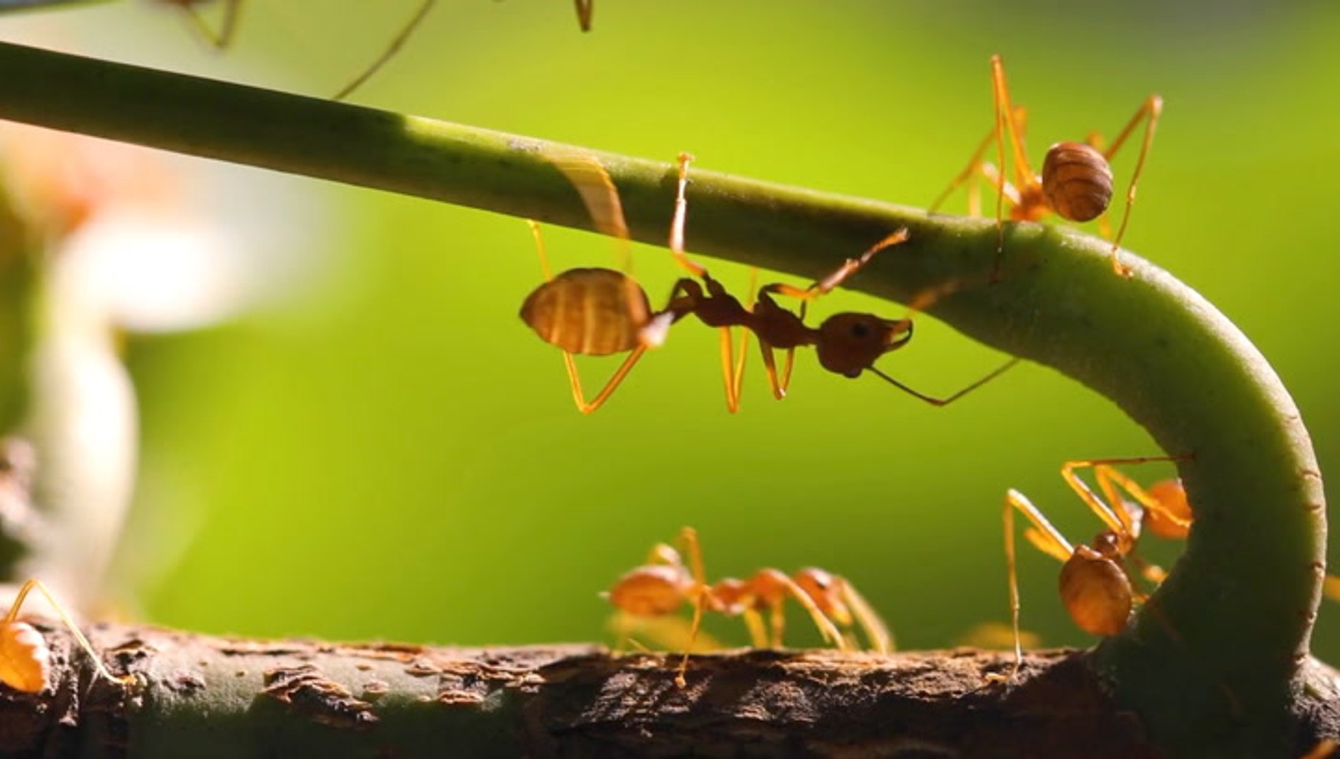 ⁣Fire ants ‘raining down’ on Hawaiian island, stinging people in their sleep