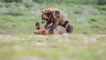 Photographer captures the STUNNING sight of brown bears play-fighting with each other, on camera
