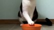 Cat saying  I'm waiting for so long.....where is My food - Funny Cat Video
