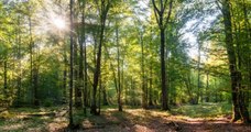 Une forêt cinéraire va être créée en Alsace, pour permettre aux défunts de reposer en pleine nature
