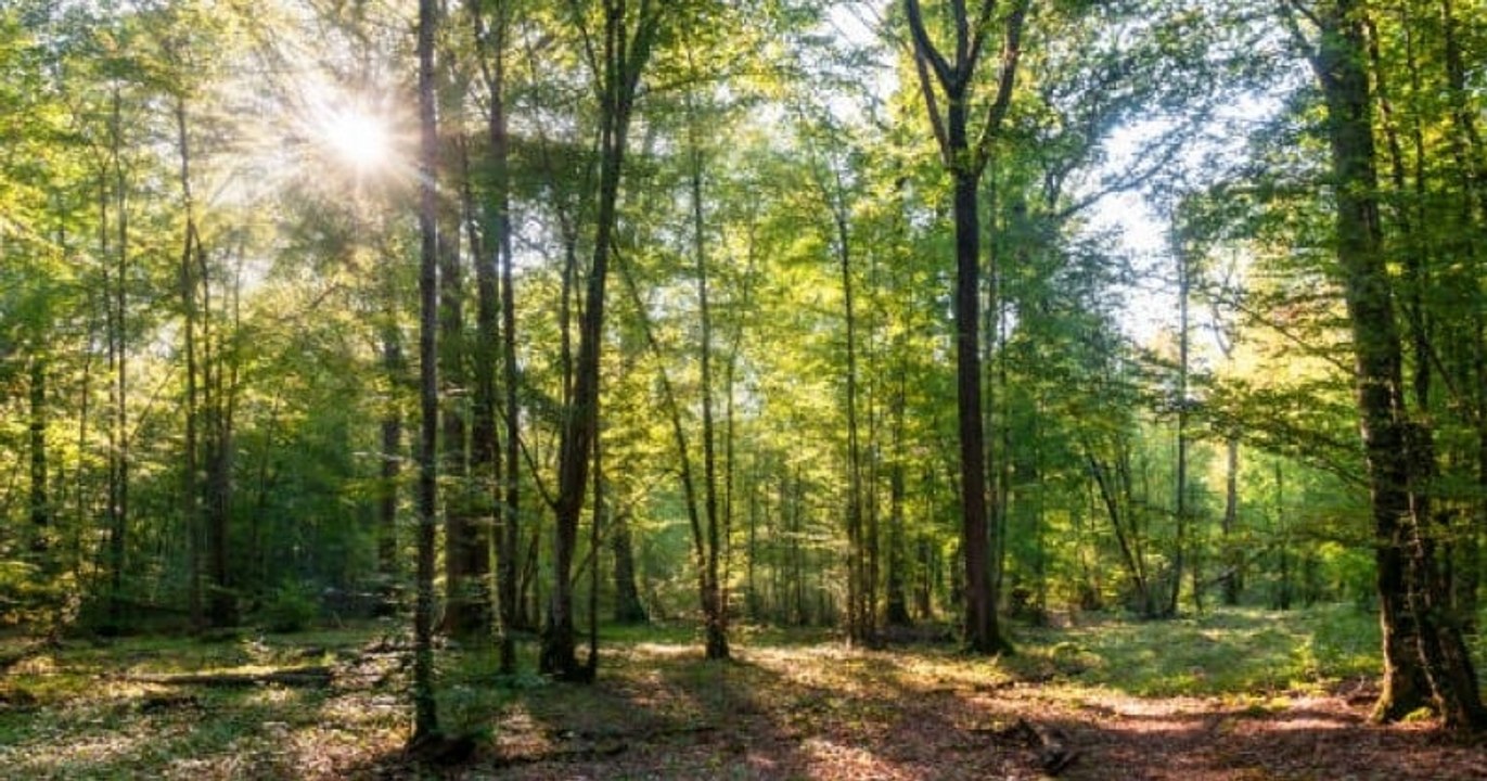 Une forêt cinéraire va être créée en Alsace, pour permettre aux défunts de reposer en pleine nature