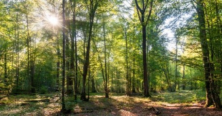 Une forêt cinéraire va être créée en Alsace, pour permettre aux défunts de reposer en pleine nature