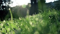 Beautiful Nature Grass Video for Background HD