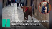 Ninguno de los vecinos de Laguardia se podía imaginar lo que hizo esta vaquilla