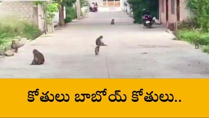 హుజురాబాద్: కోతుల హల్‌చల్‌.. హడలిపోతున్న పట్టణ ప్రజలు