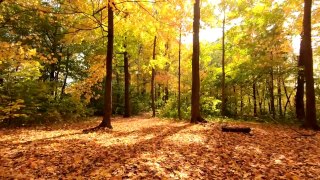 No Copyright Nature Video - Autumn Forest Walking - Free Stock Footage