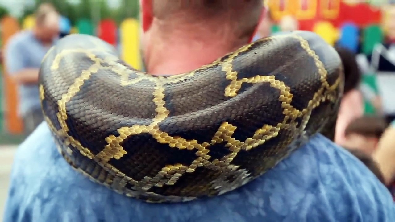 Giant Snake wrong prey