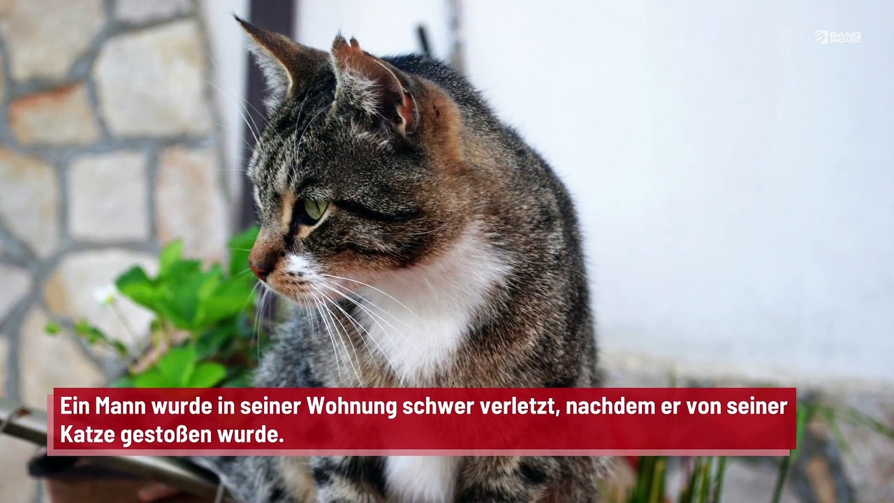 Mann erleidet Autounfall-ähnliche Verletzungen durch Katze