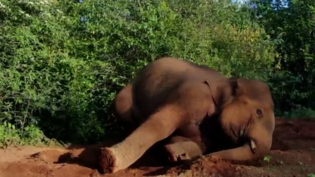 La población de elefantes asiáticos se duplica a 360