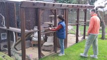 Yorkshire family who adopted 18 cats in lockdown convert house into rescue centre