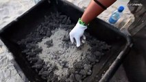 Liberadas decenas de tortugas bebé en la playa de Punta Chame en Panamá