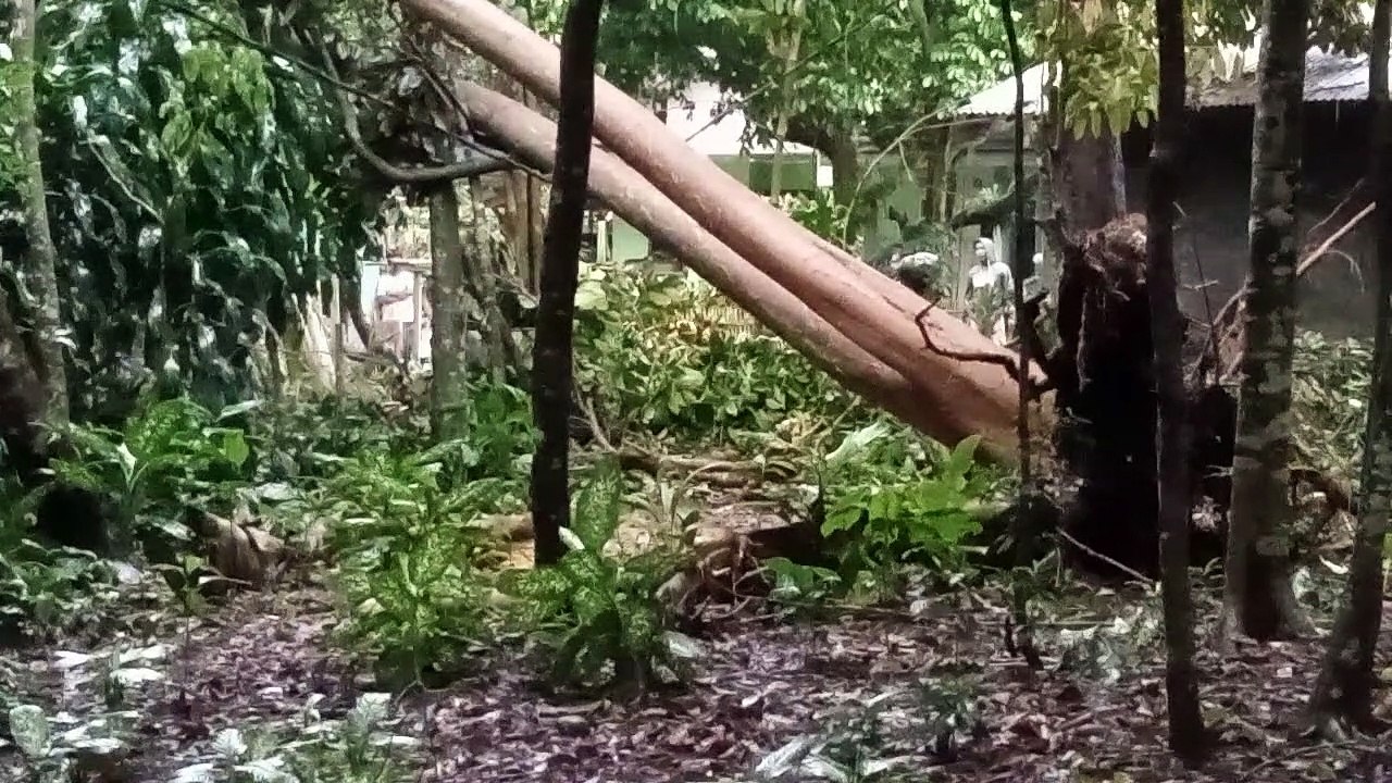 Pohon besar roboh tercabut dari akarnya