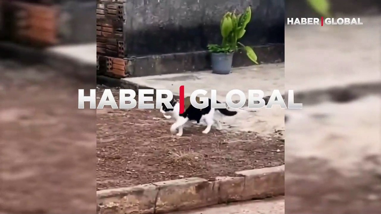 Kedinin üzerinde yolculuk eden maymunun görüntüleri viral oldu