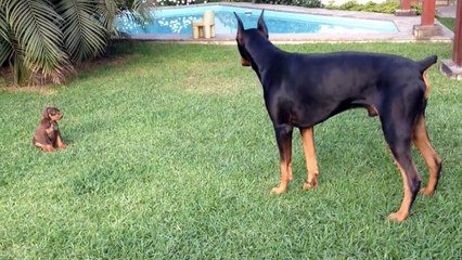 Precious puppy challenges larger Doberman dog
