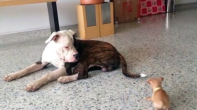 Tiny chihuahua puppy adorably teases sleepy American bulldog
